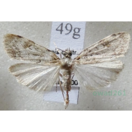 Scoparia ambigualis (Treitschke, 1829) Czech49g